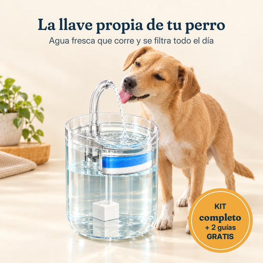 Doggyflow: la llave propia de tu perro, kit completo